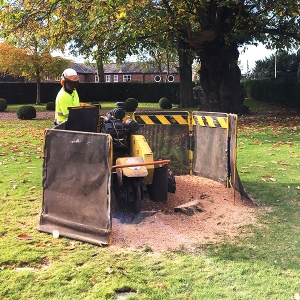 Stump removal Stump removal