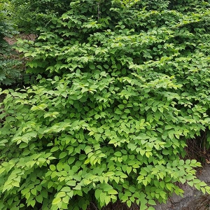 Japanese Knotweed removal Japanese Knotweed removal