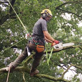 Tree Surgery Tree Surgery